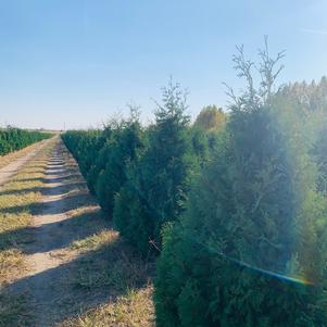 Thuja occidentalis 'Nigra' Dark Green Arborvitae 