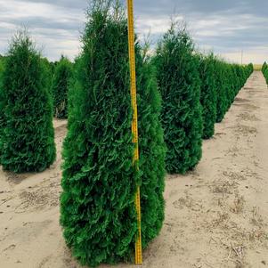Arborvitae, Pyramidal Arborvitae, Pyramidal