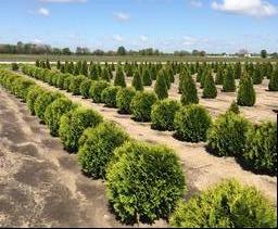Arborvitae, Woodward Globe Arborvitae, Woodward Globe